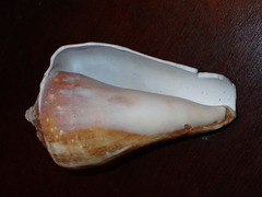 Titanostrombus galeatus