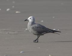 Leucophaeus modestus
