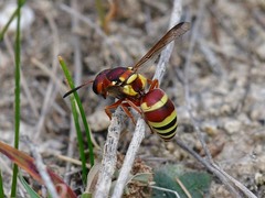 Euodynerus annulatus