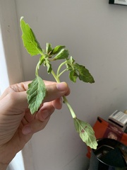 Solanum physalifolium nitidibaccatum