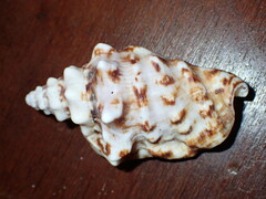 Persististrombus granulatus