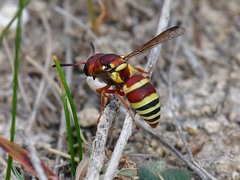 Euodynerus annulatus