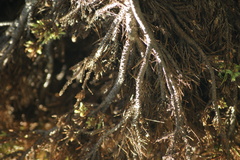 Phytoplasma trifolii