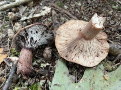Hypomyces lateritius