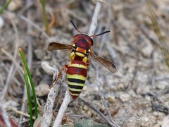 Euodynerus annulatus