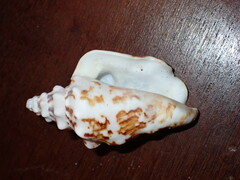 Persististrombus granulatus