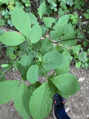 Euonymus occidentalis
