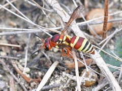 Euodynerus annulatus