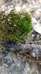 Campylopus introflexus