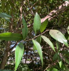 Nectandra coriacea