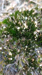 Campylopus introflexus