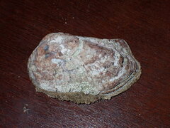 Arca pacifica