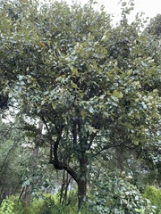 Quercus obtusata