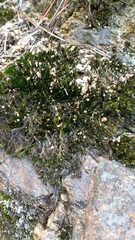 Campylopus introflexus