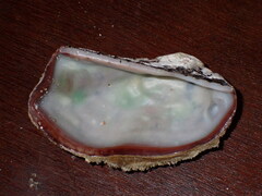 Arca pacifica