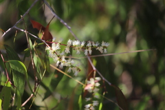 Melaleuca leucadendra