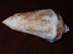 Titanostrombus galeatus