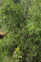 Melaleuca leucadendra