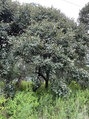 Quercus obtusata