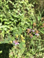 Lespedeza stuevei