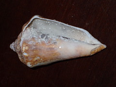 Titanostrombus galeatus