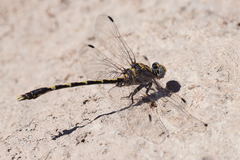 Progomphus borealis