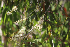 Melaleuca leucadendra
