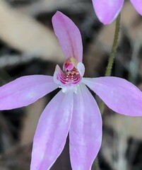 Caladenia fuscata