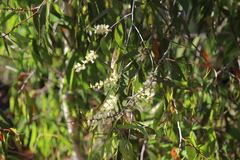Melaleuca leucadendra