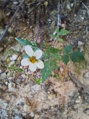 Bidens odorata
