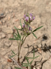 Trifolium willdenovii