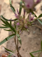 Trifolium willdenovii