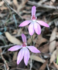 Caladenia fuscata