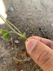 Trifolium microcephalum