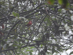 Cardellina rubra