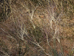 Scleropogon brevifolius