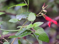 Salvia fulgens