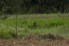 Vanellus indicus atronuchalis