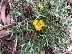 Isopogon ceratophyllus