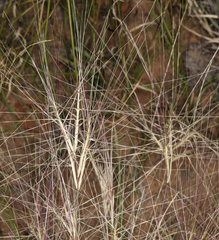 Scleropogon brevifolius