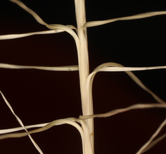 Scleropogon brevifolius