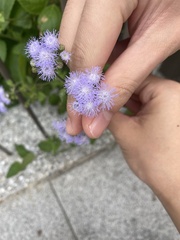 Ageratum houstonianum