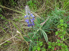 Lupinus montanus