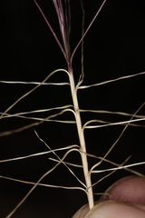 Scleropogon brevifolius