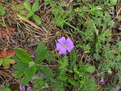 Geranium potentillifolium