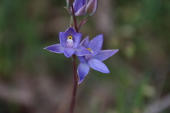 Thelymitra megcalyptra