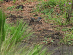 Junco phaeonotus