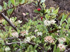 Pyracantha koidzumii
