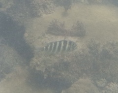 Abudefduf septemfasciatus