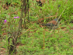 Junco phaeonotus